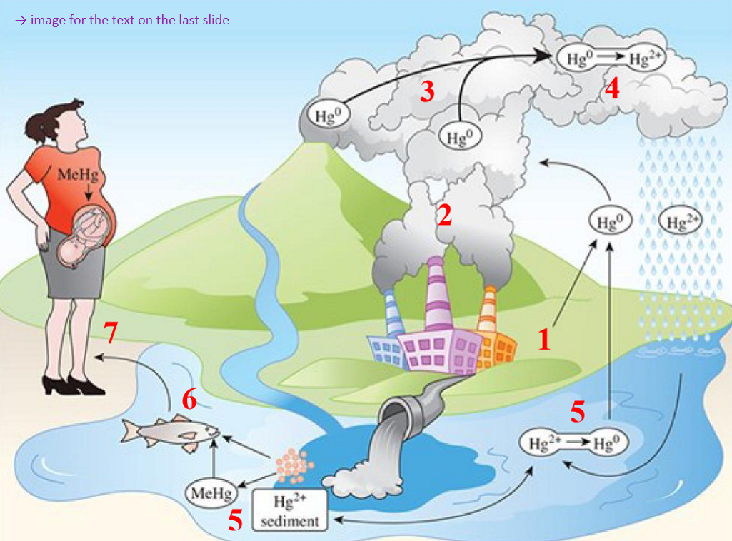 <p>1) atmospheric Hg comes from natural degassing of crust, volcanic eruptions, &amp; evaporation from oceans &amp; soils</p><p>2) human sources (anthropogenic) → 2/3 total atmospheric Hg → coal combustion, smelting, etc.</p><p>3) Hg vapour is monatomic gas, retained 1 yr in atmosphere (time to distribute around the world)</p><p>4) oxidizes to Hg2+ → returns to earth dissolved in water as rain</p><p>5) either reduce &amp; vaporized or incorporated into organic compounds by microorganisms producing methylmercury (MeHg)</p><p>6) MeHg enters trophic levels starting w plankton, herbivorous fish, carnivorous fish, sea mammals</p><p>7) bioamplification up higher trophic levels (1800-80000x the concentration in surrounding water</p>