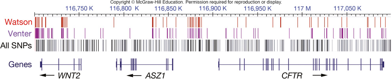 <p>phenotype</p><p></p><p>reasons</p><ul><li><p>codons make up 2% of the human genome (little actually codes for proteins) MEANING most poly.. aren’t in a protein coding region</p></li><li><p>many mutations in codons don’t change the amino acid (even though these are within protein coding region) MEANING the base changes but it doesn’t alter the amino acid its coding for <em>silent mutation</em></p></li><li><p>many deleterious mutations disappear from the population through natural selection (mutation that cause lethality &amp; prevent formation into a baby; doesn’t get to pass on to next generations)</p></li></ul><p></p>