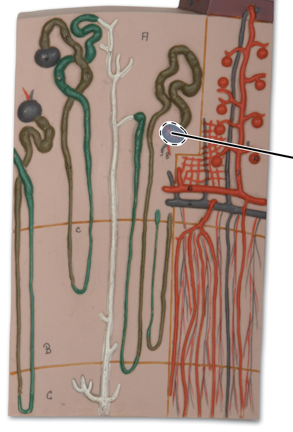 term image