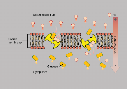 <p>Uses electrochemical gradient created by primary active transport to move a substance against its concentration gradient</p><ul><li><p><span>Primary active transport creates electrochemical gradients by </span>using energy from ATP to move ions across the cell membrane against their natural concentration and electrical directions</p></li></ul><ul><li><p>Many amino acids and glucose enter the cell this way</p></li></ul><p>How It Works</p><ul><li><p><strong>Energy Source:</strong> It relies on an ion gradient (usually Na⁺) that was previously created by primary active transport using ATP.</p></li><li><p><strong>Coupled Transport:</strong> The driving ion moves <strong>down</strong> its electrochemical gradient (high to low concentration), releasing stored potential energy.</p></li><li><p><strong>Uphill Movement:</strong> That released energy immediately powers a second molecule to move <strong>against</strong> its gradient (low to high concentration)</p></li></ul><p></p>