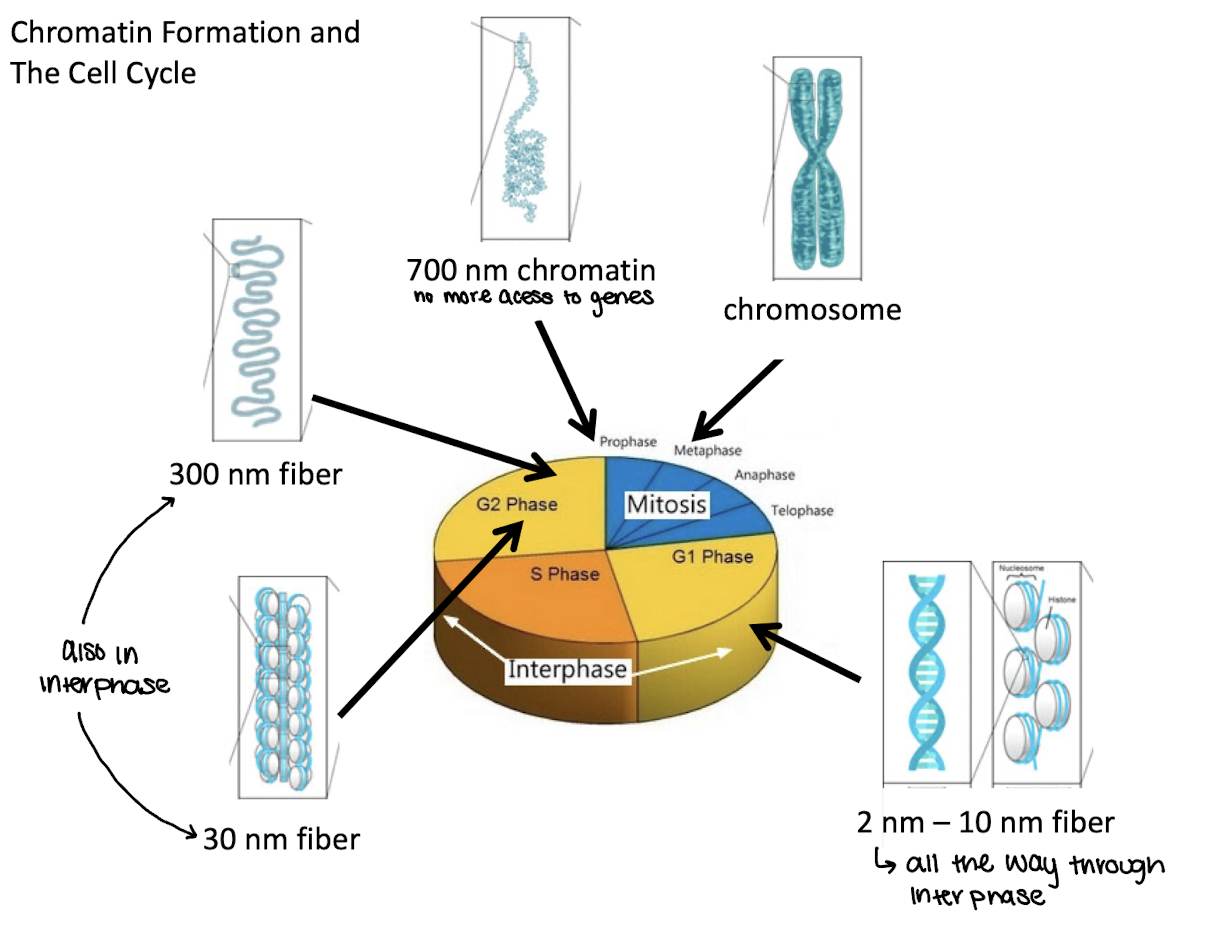 <p>End of G2/prophase</p>
