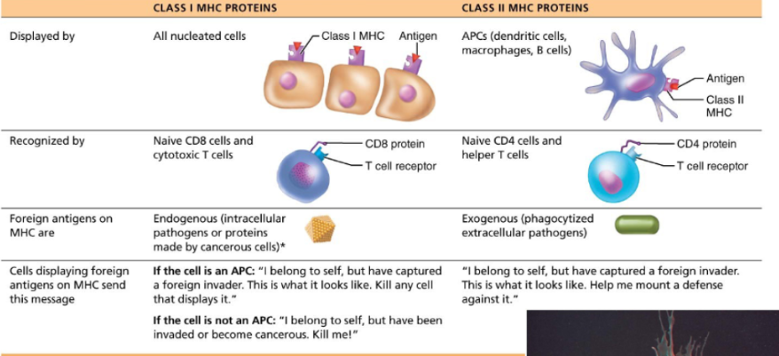<ul><li><p><span style="background-color: transparent;">These proteins are found on antigen-presenting cells. Think macrophages, dendritic cells and B cells.</span></p></li><li><p><span style="background-color: transparent;">They are recognized by CD4 helper T cells.</span></p></li><li><p><span style="background-color: transparent;">They display external (exogenous) antigens.</span></p></li><li><p><span style="background-color: transparent;">The signal sent is basically “I captured a pathogen. Activate immune response”</span></p></li></ul><p></p>
