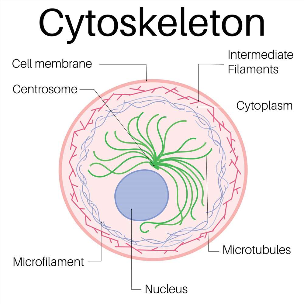 <p>supports cell shape and interacts with motor proteins to produce cell motility</p>