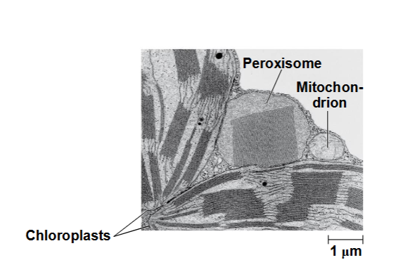 <p><strong>Peroxisomen zijn kleine, membraangebonden organellen in eukaryote cellen die verantwoordelijk zijn voor verschillende belangrijke metabolische functies, zoals de afbraak van vetzuren en detoxificatie van schadelijke stoffen.</strong></p><p><strong>(oxidatieve organellen)</strong></p><ul><li><p>gespecialiseerde metabolische compartimenten die worden omsloten door een enkel membraan</p></li><li><p><span data-name="black_small_square" data-type="emoji">▪</span> Peroxisomen produceren waterstofperoxide en</p><p>zetten dit om in water</p><p><span data-name="black_small_square" data-type="emoji">▪</span> Peroxisomen voeren reacties uit met veel verschillende</p><p>functies</p><p><span data-name="black_small_square" data-type="emoji">▪</span> Hoe peroxisomen zich verhouden tot andere organellen is</p><p>nog onbekend</p></li></ul><p></p>