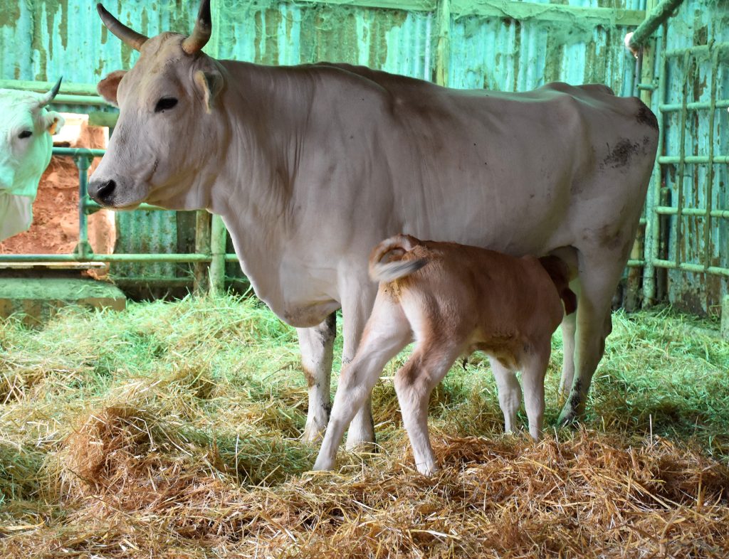 <p>Breed?</p>
