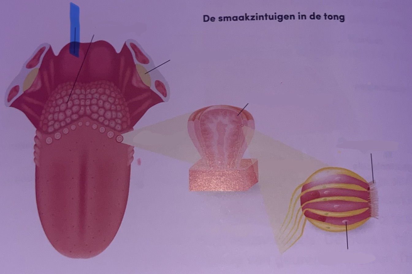 <p>Benoem</p>