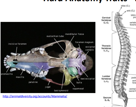 <p>Double occipital condyle</p>