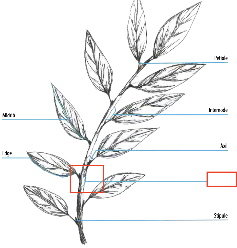 <ul><li><p>The point at which there is an attached growth, as in the place where each leaf is attached</p></li></ul><p></p>
