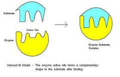 <p>The active site is not complementary to (doesn't fit) the substrate</p><p>As the substrate binds to the active site, the shape of the active site changes slightly to mould itself tightly around the substrate so it fits perfectly</p><p>This distorts the bonds in the substrate, lowering the activation energy</p>