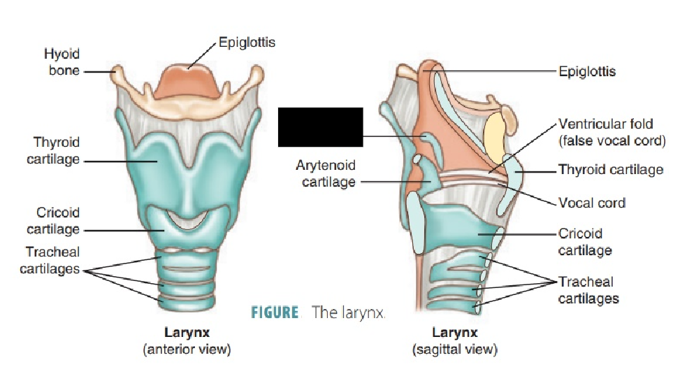 <p>paired, small, club-shaped accessory cartilages of the larynx. Made of elastic cartilage, they are suspended within the aryepiglottic folds on either side of the larynx. They do not directly articulate with other laryngeal cartilages</p>