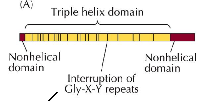<p>La secuencia repetitiva Gly-X-Y de las cadenas polipéptídicas del colágeno de tipo IV está continuamente interrumpida por trozos de secuencia sin dominio helicoidal. </p><p>Como consecuencia, ……</p>