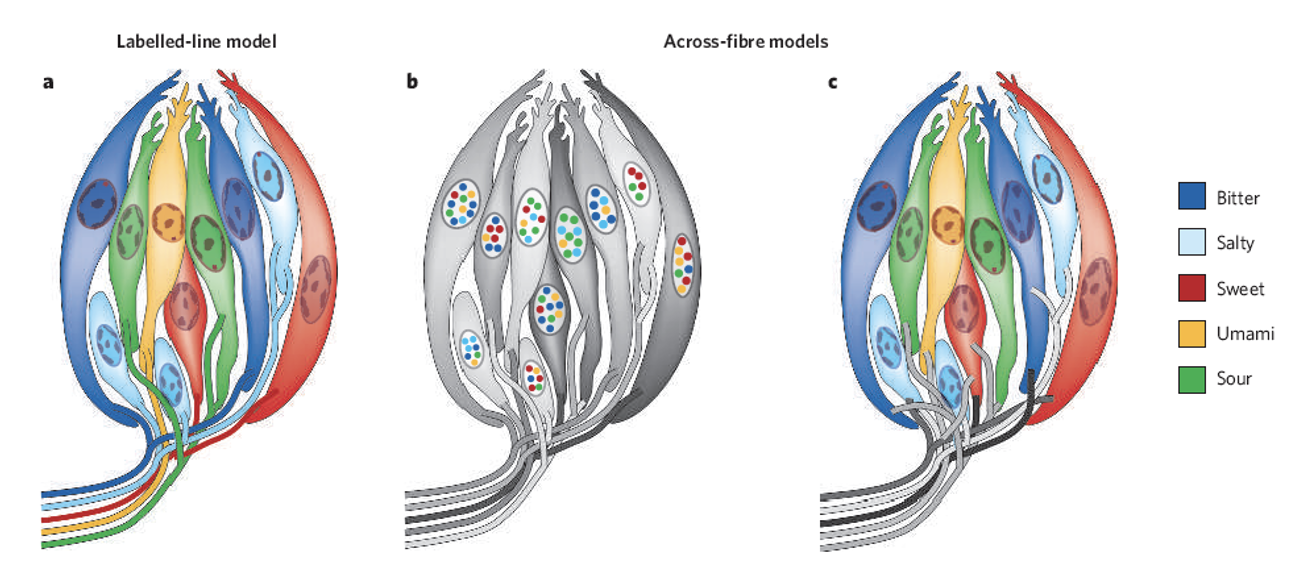 <ul><li><p><strong>Labeled-line model</strong> → each cell/fiber = <strong>one tastant</strong></p><ul><li><p>like somatosensory system w/ C nociceptors → SC → synapse w/ lamina I neurons in dorsal horn → axons cross midline + ascent to thalamic nucleus VMpo</p></li></ul></li><li><p><strong>Across-fiber model</strong> → taste = <strong>pattern across many fibers</strong></p></li></ul><p></p>