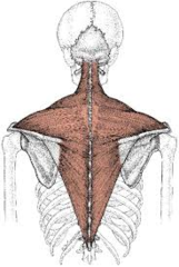 <p>posterior, triangular muscle on the neck and back</p>