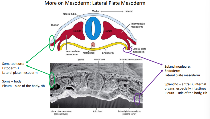 <p>Endoderm + lateral plate mesoderm</p>