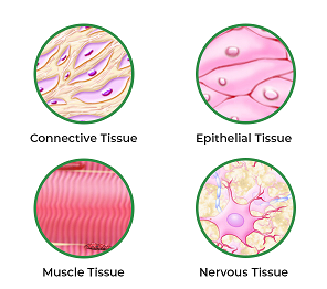 <p>Name the four main types of animal tissues </p>