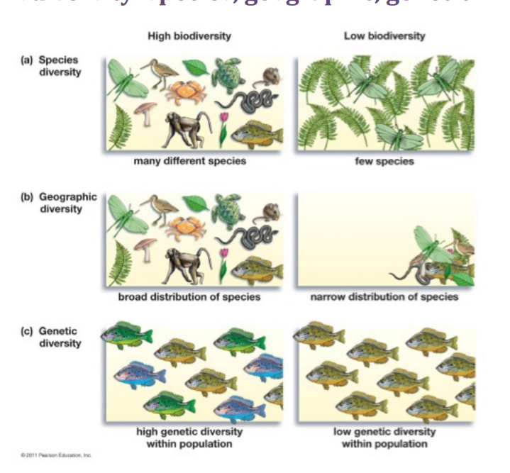 <ul><li><p>species, geographic, genetic</p></li><li><p>diversity of a community depends on…</p><ul><li><p>species richness (the total # of different species present in a community)</p></li><li><p>species evenness (equal # of each species)</p></li></ul></li></ul><p></p>