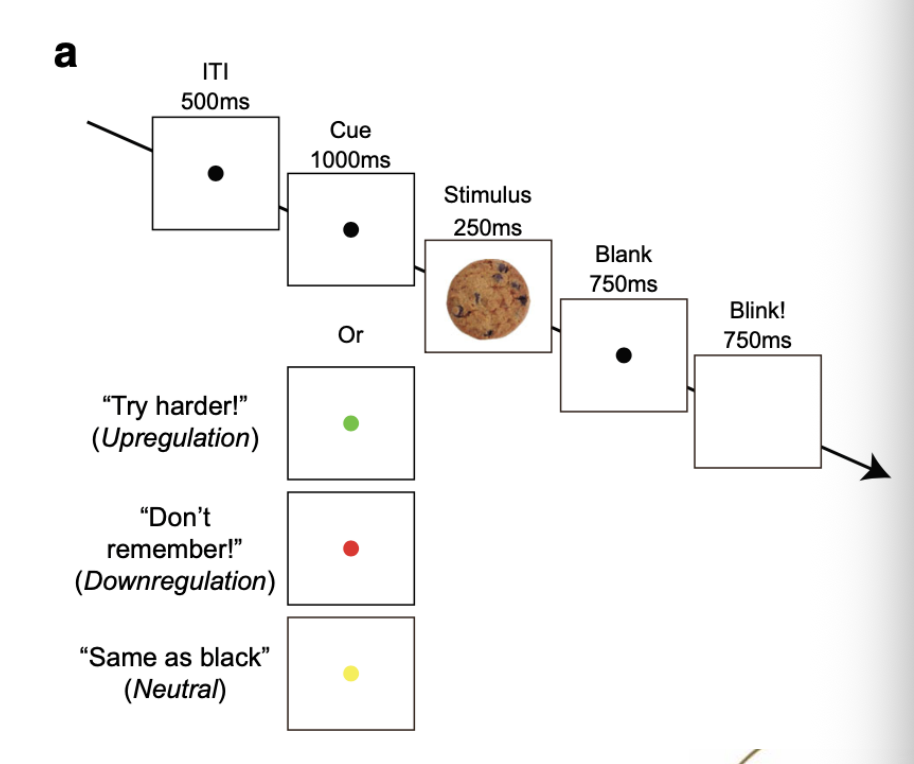 <ul><li><p>Just holding information in mind is not enough to get it into LTM</p></li><li><p>How much control do we have over LTM encoding</p></li></ul><p></p><p></p>