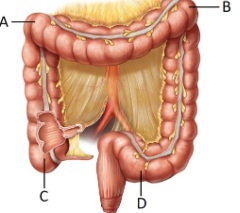 <p><span style="line-height: 17.375px;">Which letter correctly identifies the hepatic flexure?&nbsp;</span></p>