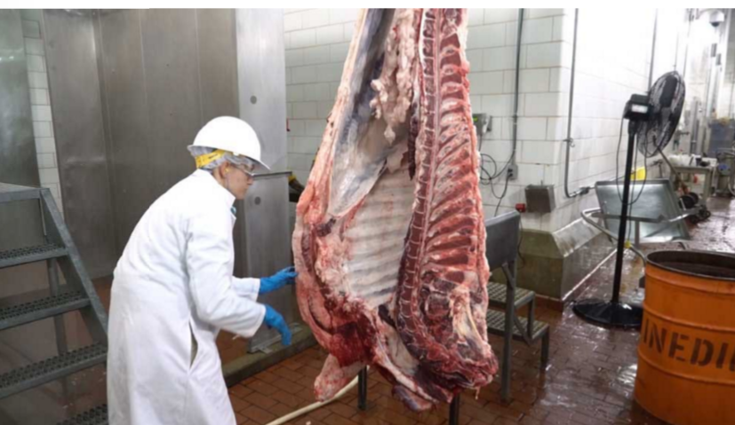 <p>YES, its reqt by law that every indiv carcass is inspected </p><p>.</p><p>inspector looks at, palpates, &amp; incises the head, viscera, &amp; carcass</p><p>.</p><p>local = just trim off the affected area</p><p>general = carcass is retained for the PHV to inspect &amp; maybe do additional tests on it </p><p>.</p><ol><li><p>condemned/removed from food supply</p></li><li><p>partially condemned </p></li><li><p>pass</p></li><li><p>pass for cooking only (requires further processing)</p></li></ol><p>.</p><p>plant inspector does inspection, PHV determines final outcome of carcass &amp; is the only one that cna condem it </p>