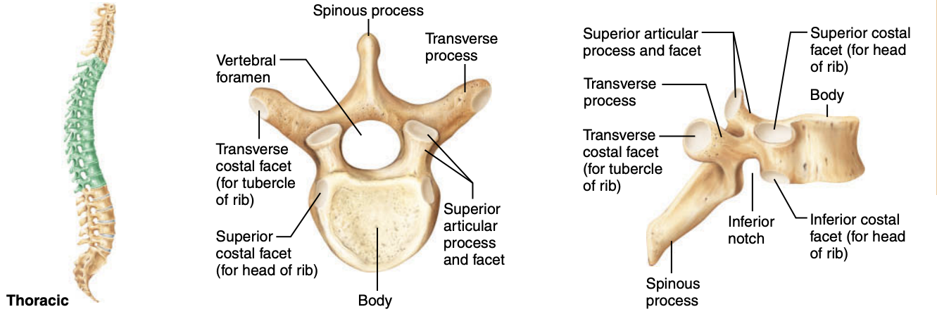 <p><strong>Spinal Curves</strong></p><p>Which curves are convex posteriorly?</p>