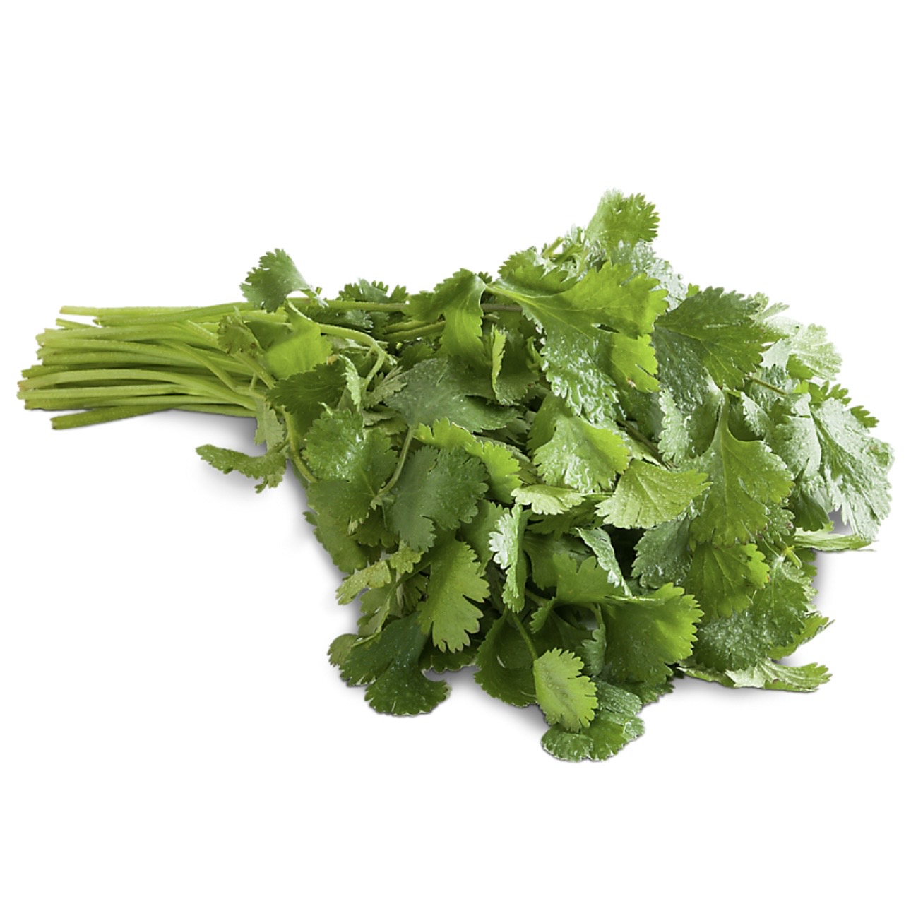 <p>Cilantro</p>
