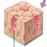 <p><span>Give the complete name of the tissue shown below, what is the function and where is this tissue found. </span></p>