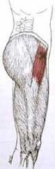 <p>fleshy side of hips</p>