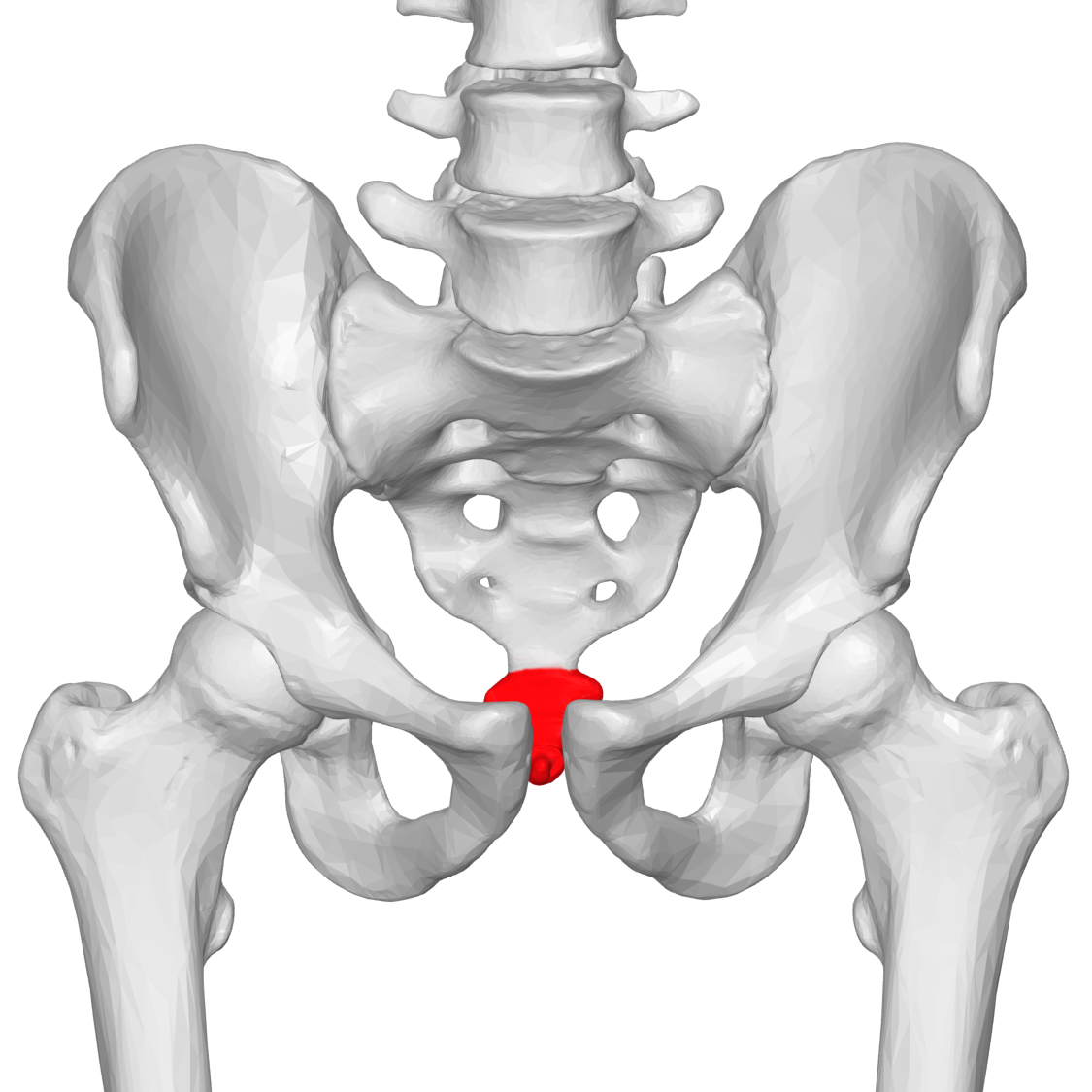 A Tailbone of Two Injuries - Revitalize Physical Therapy