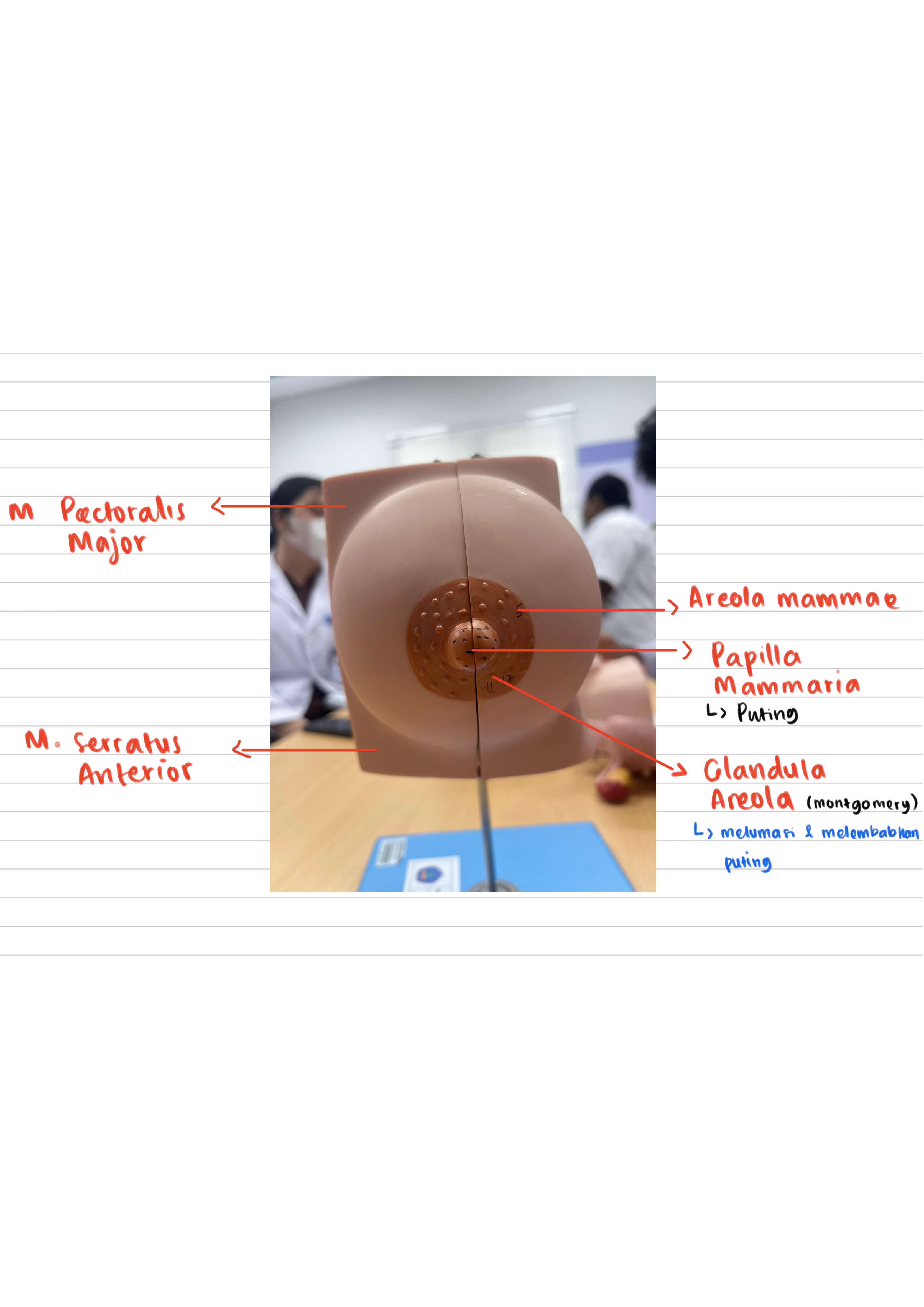 <p>Kelenjar pada areola yang berfungsi untuk melumasi dan melembabkan puting.</p>