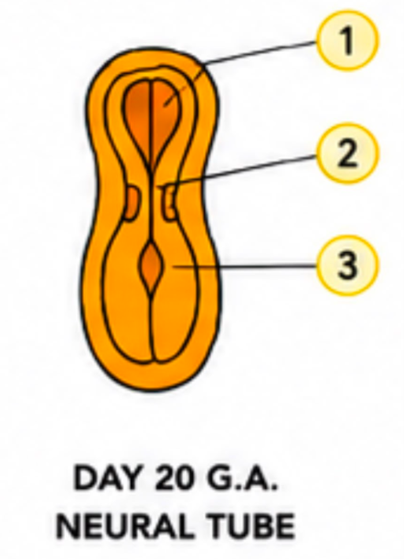 <p>3</p>