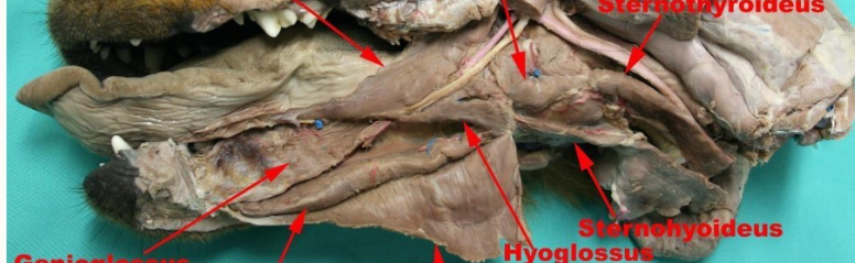 <p>Label the muscles here</p>