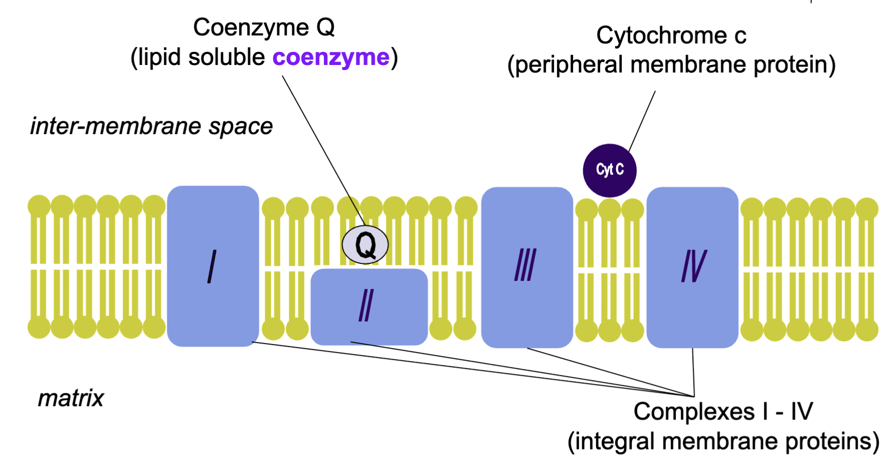 <p>In order, complexes I, II, III, and IV are spaced within the inner mitochondrial membrane. Coenzyme Q moves between complexes I II and III (between 1 and 3, “on top” of 2), while cytochrome Q moves between III and IV. The mobile electron carriers are not embedded within the membrane. Other cofactors (Fe-S clusters, Cu<sup>2+</sup>, cytochrome heme groups, FMN/FAD) carry electrons within the complexes.</p>