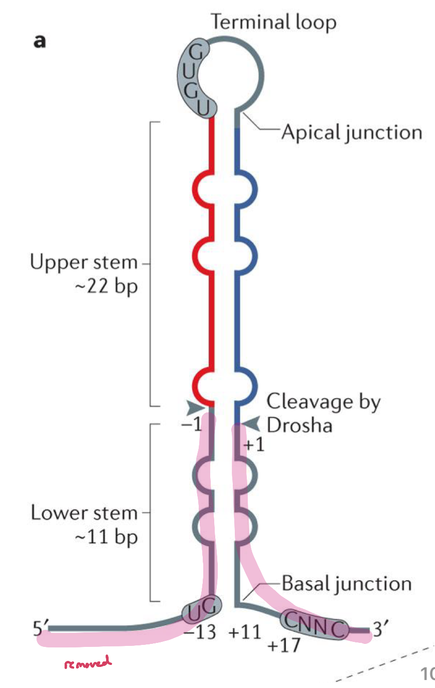 <ul><li><p>nuclear enzyme (a class II RNase III) that acts as the primary "scissors" in microRNA (miRNA) biogenesis</p><ul><li><p>pri-miRNA (long transcript) → pre-miRNA (hairpin ~70nt)</p></li></ul></li><li><p>pri-miRNA has a hairpin structure with the basal junction, which is a major reference point for Drosha cleavage. The other motifs also play a role in placement of the cut sites</p></li><li><p>at least 3 of these motifs appear in 79% of human miRNAs (do not need to contain all 4 motifs for proper cleavage)</p></li><li><p>Drosha cuts the RNA about 11 NT up from the basal junction, and about 22 NT down from the apical junction</p></li></ul><p></p>