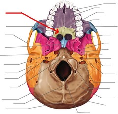 knowt flashcard image