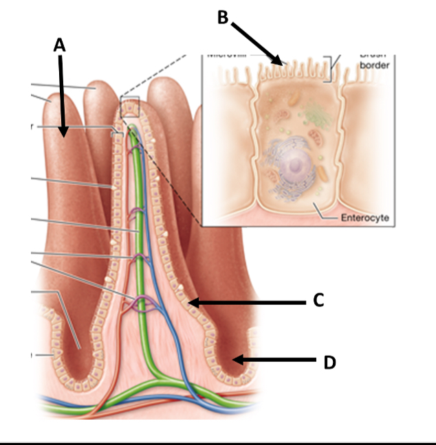 <p>What do goblet cells produce?</p>
