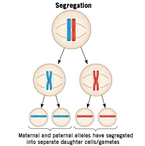 <p>Mendel’s first law: the alleles of a gene are distributed into separate gametes during meiosis.</p>