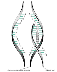 <p>The process where a DNA strand is used to construct a complementary RNA sequence.</p>