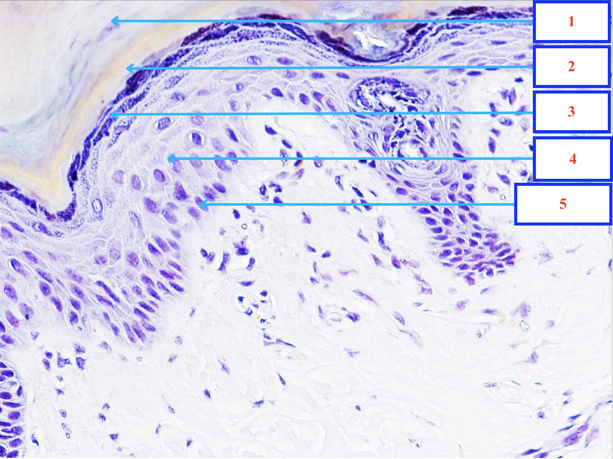 <p>Lớp gì - Tiêu bản gì ?</p>