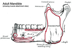 <p>the lower jawbone in vertebrates</p>