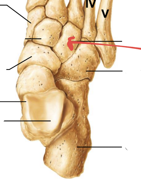 <p>what is this part of the foot?</p>