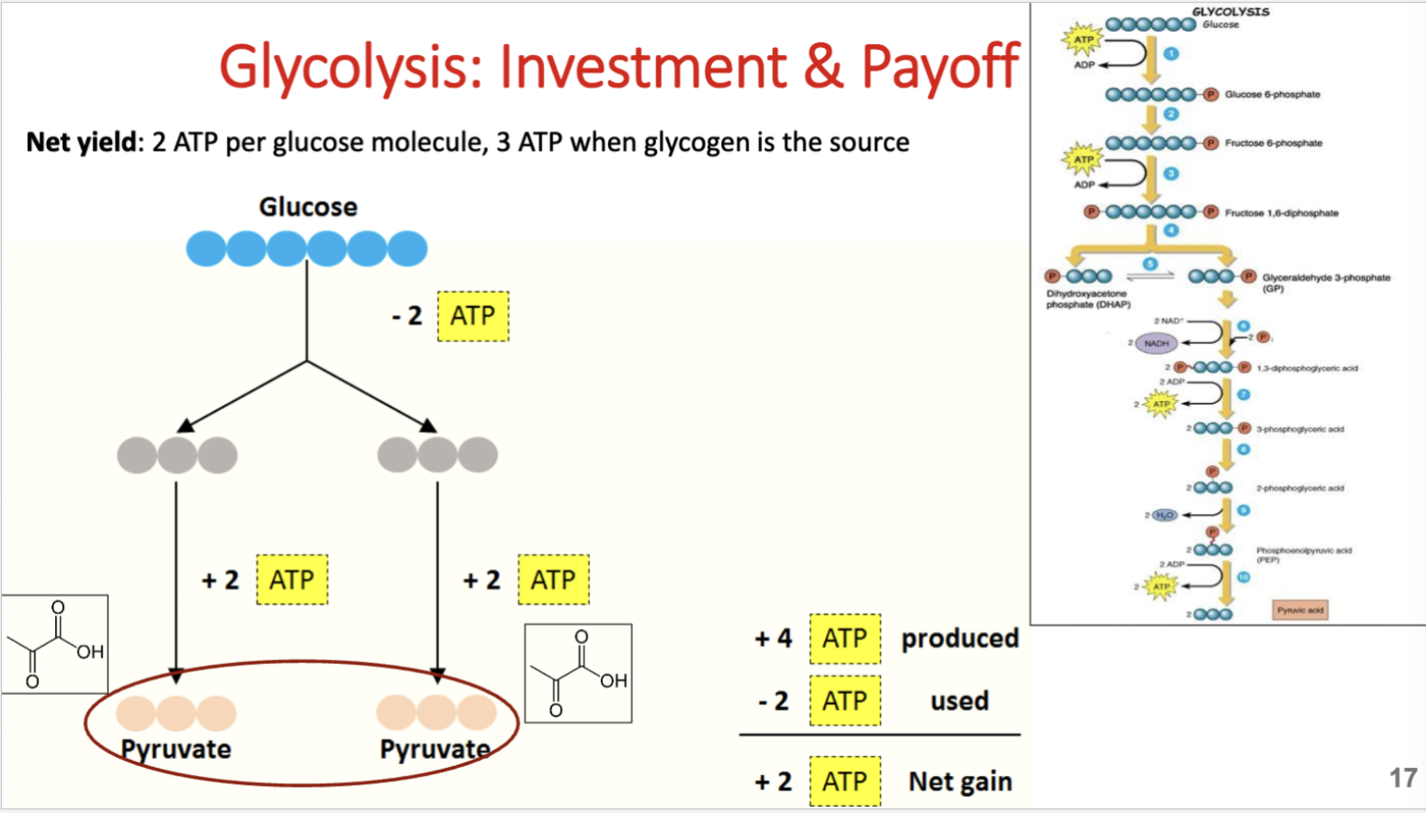 <p>Glucose:</p><ul><li><p>Investment = 2 ATP used</p></li><li><p>Payoff = 4 ATP produced</p></li><li><p>Net gain = 2 ATP</p></li><li><p>Produces 2 pyruvate</p></li></ul><p>Muscle glycogen:</p><ul><li><p>Net gain = 3 ATP per glycogen-derived glucose</p></li></ul><p>Key idea: Glycolysis from glycogen yields 1 extra ATP because it bypasses the first ATP-requiring step.</p>