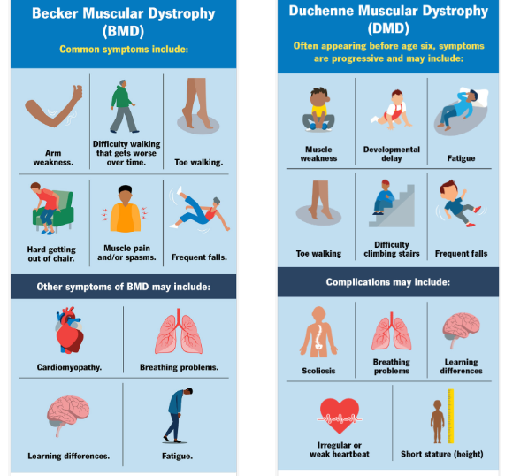 <p>Most patients have large deletions of multiple exons</p><p>In-frame = Becker Muscular Dystrophy (milder symptoms)</p><p>Out-of-frame = Duchenne Muscular Dystrophy</p>