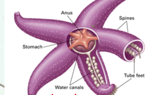 <p>What animal phylum does the following belong to? Include the type of body symmetry and</p><p>the number of tissues layers exhibited</p><p></p>