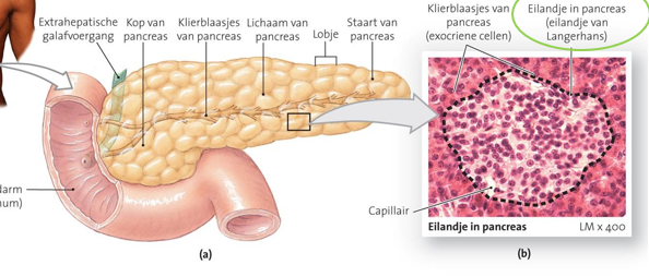<p>= endocriene rol in de pancreas </p><p>liggen ingebed in de staart van je pancreas </p><p>regelen bloedsuikerspiegel </p>