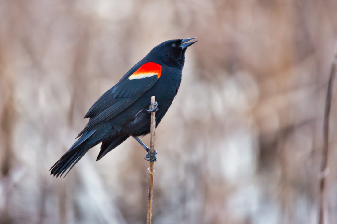<p>Red-winged Blackbird</p>