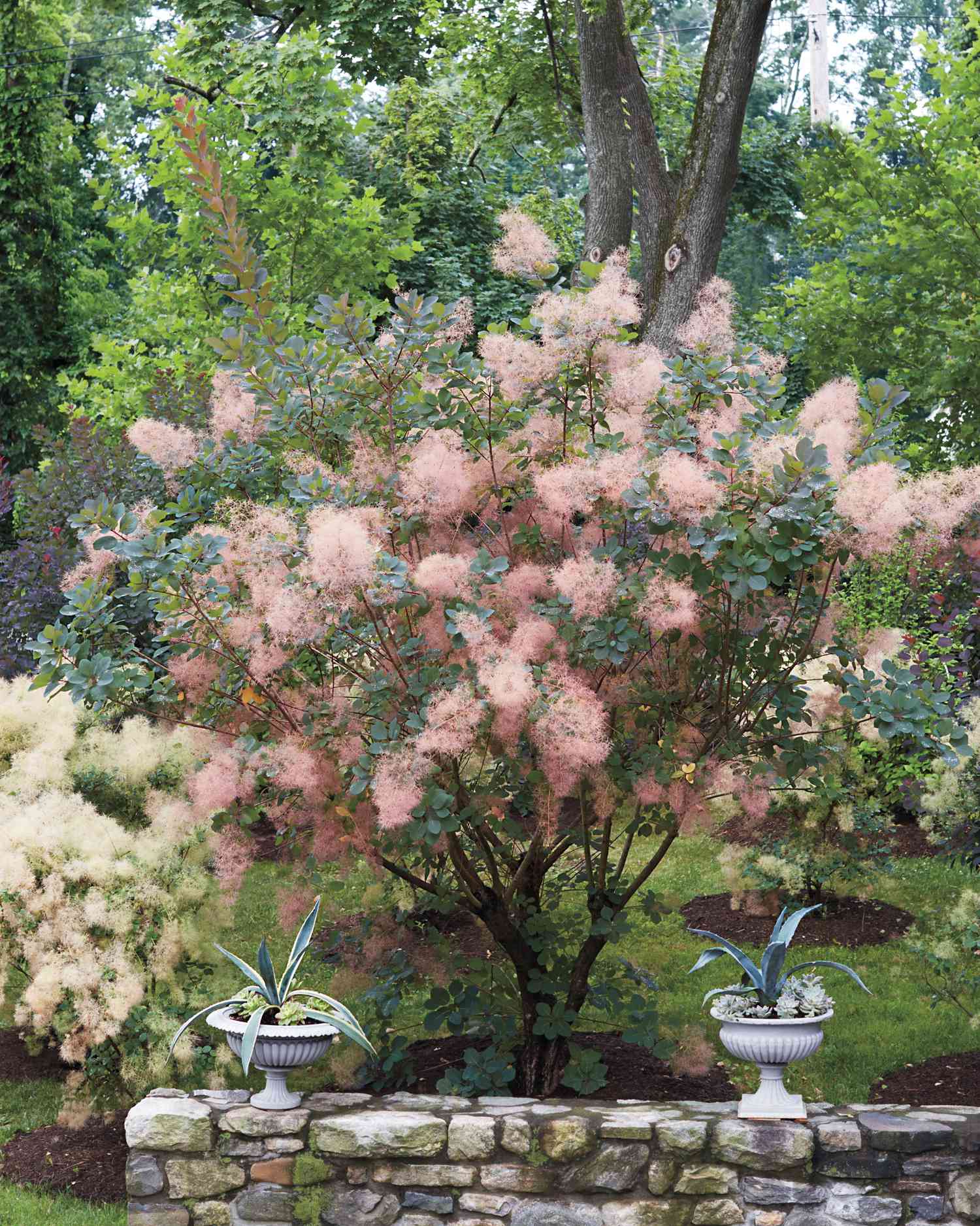 <p>panicle bloom. Strong order when crushed</p>