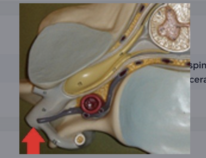 <p>axons that receive sensory innervation from, and transmits motor innervation to anterior and lateral body wall, and extremities</p>
