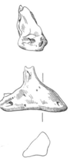 <ul><li><p>roughly triangular-ish</p></li></ul><p></p><p>cow distal phalanx</p><p></p>
