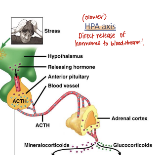 <p>slower response; hormones are directly released into the bloodstream</p><ul><li><p><span><strong>Hypothalamus:</strong> Releases corticotropin-releasing hormone (CRH).</span></p></li><li><p><span><strong>Pituitary Gland:</strong> Secretes adrenocorticotropic hormone (ACTH) into the blood.</span></p></li><li><p><span><strong>Adrenal Glands:</strong> Release cortisol into the blood to manage stress.</span></p></li></ul><p></p>