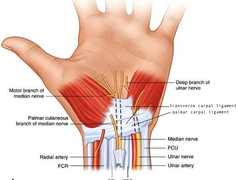 <p>proximal and superficial portion of the flexor reticulum</p>